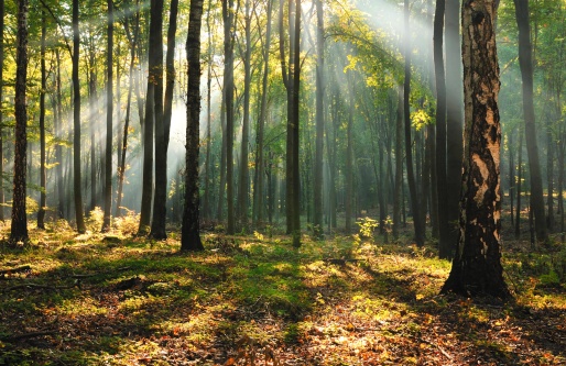 Une forêt française aux multiples enjeux