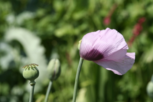La religion, opium du peuple?