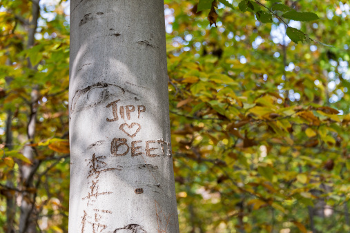 La forêt française est-elle menacée ?