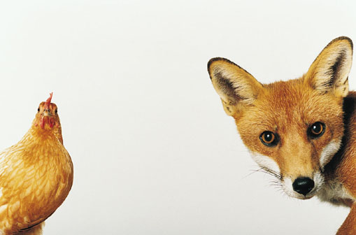 Le renard et la poule