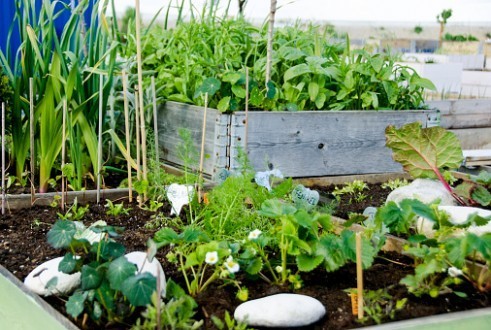 Planter du bonheur