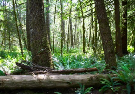 Nos amis les arbres
