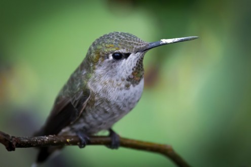 L’espérance du colibri