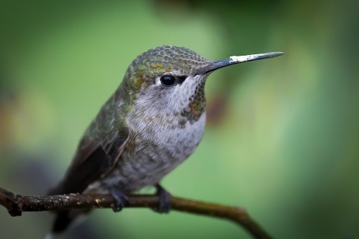 L’espérance du colibri