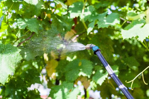 Pasteur contre pesticides