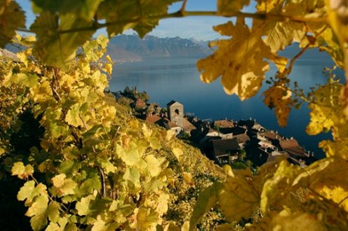 Les vignerons sur le devant de la scène