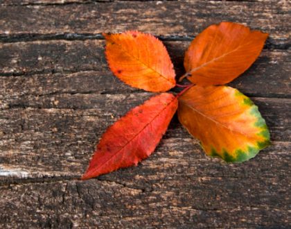 En novembre, vous avez aimé…