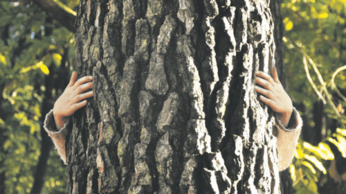 Cette écologie qui sacralise la nature