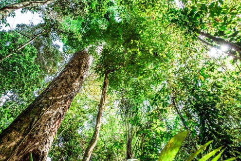 Voyage aux sources mystiques de l’Amazonie