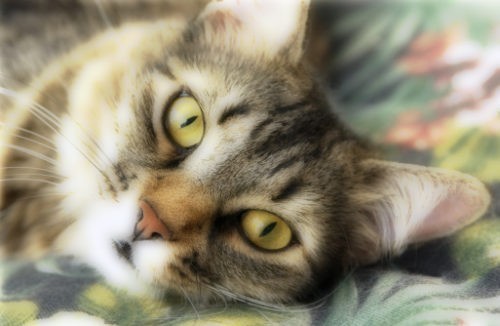 « Ma chatte Rosalie est comme mon bébé »
