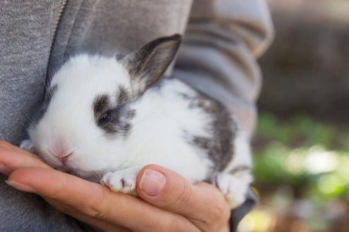 Des animaux thérapeutes
