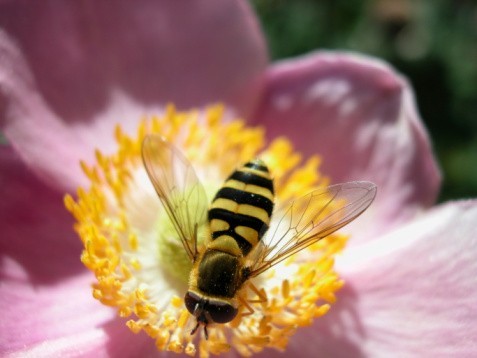 Dieu dans la nature