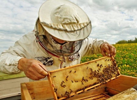 Un modèle plus sage d'apiculture