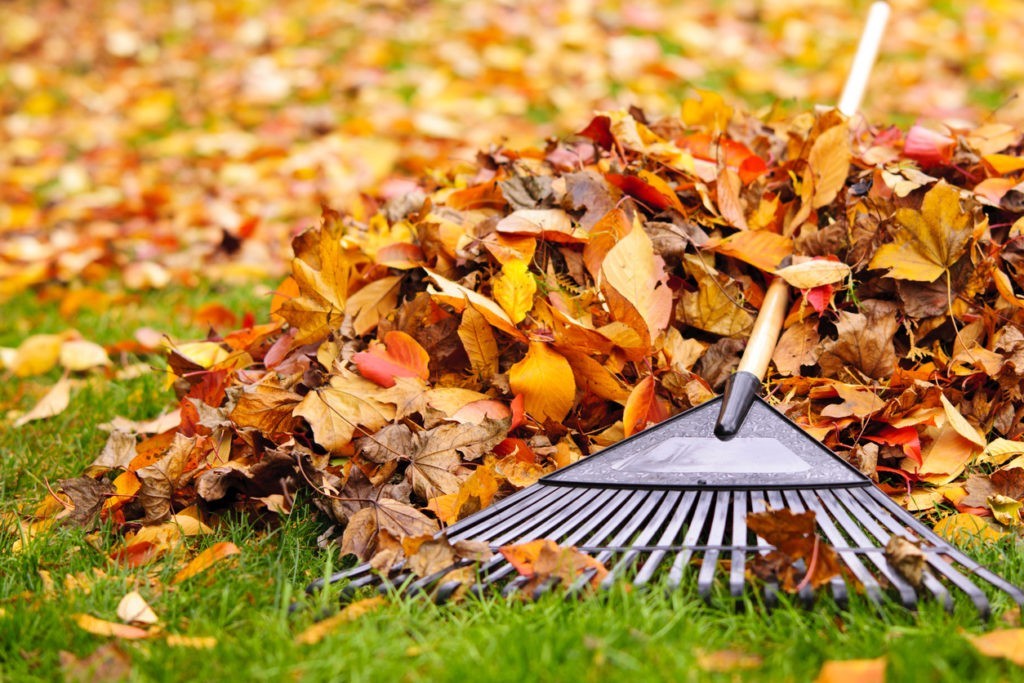 Que faire dans son jardin en automne ?