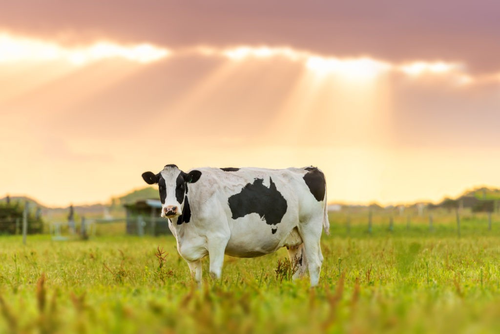 Être responsable envers les animaux