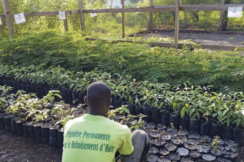 Un livre sur les arbres et un kit pour reboiser Haïti