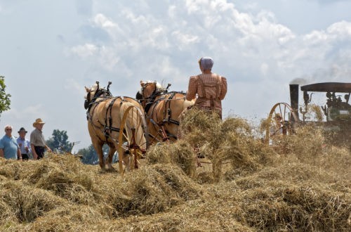 L'énigme amish : vivre au XXIe siècle comme au XVIIe Auteur : Jacques Légeret
