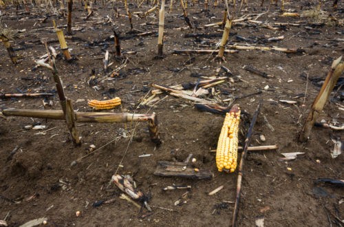 Faire la guerre à la guerre pour mettre fin à la faim !