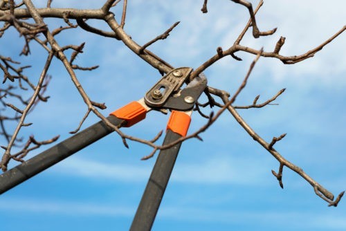 Que faire au jardin en hiver ?