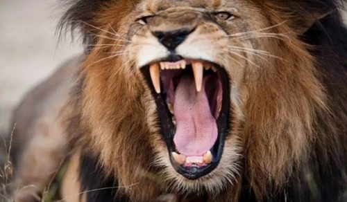 Si Dieu a tout créé, pourquoi a-t-il créé des choses dangereuses comme des animaux dangereux, des maladies et des virus ?