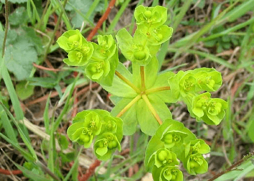 L'euphorbe, belle plante vivace et rustique