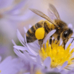 L'été chez les apiculteurs