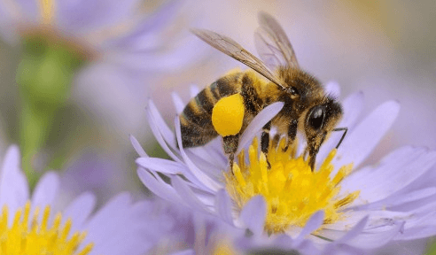 L'été chez les apiculteurs