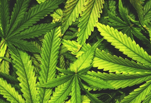 Cannabis : une législation qui bouge