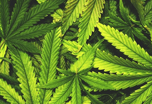 Cannabis : une législation qui bouge