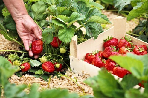 Comment planter des fraises ?