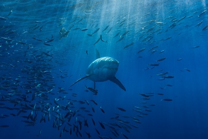 Les requins sont-ils protégés en Méditerranée ?