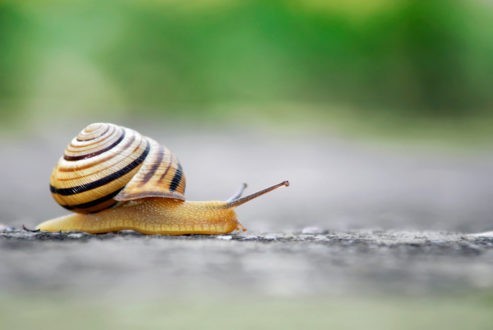 Trouver le temps de ralentir…