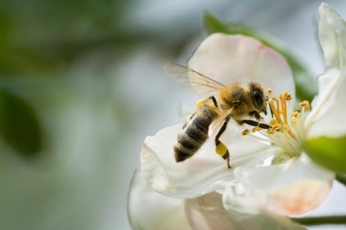 Des députés européens au secours des abeilles