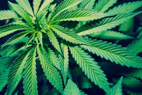 La légalisation du cannabis divise les croyants de l’Oklahoma