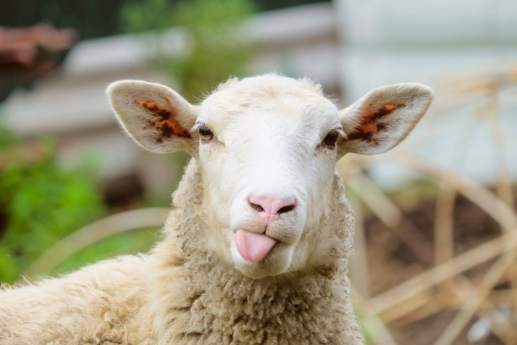"revenir à nos moutons" : l'origine de l'expression