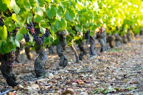 Quel avenir pour les coopératives viticoles ?