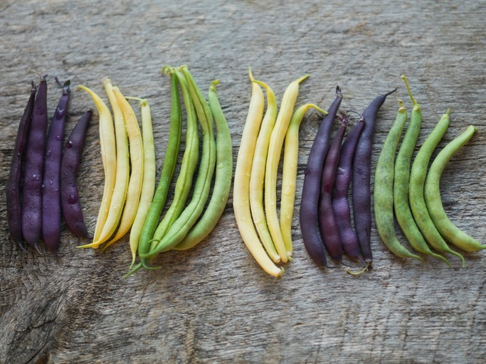 "La fin des haricots"