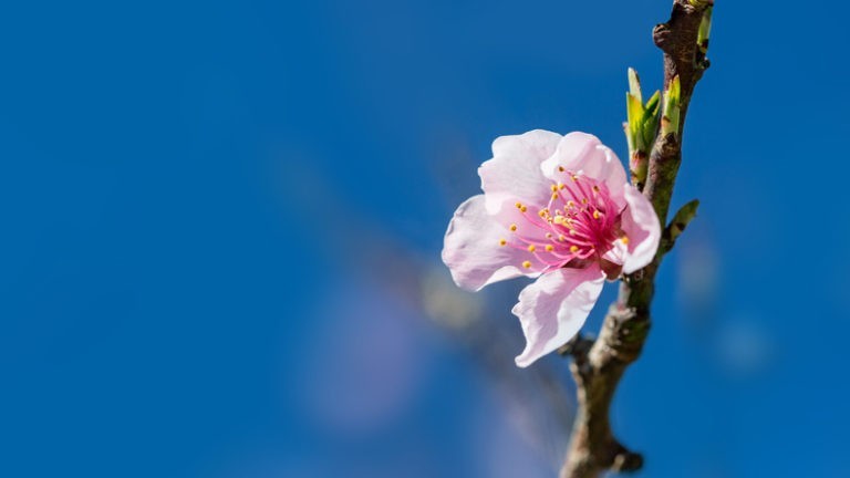 Élixirs floraux : comment choisir ?