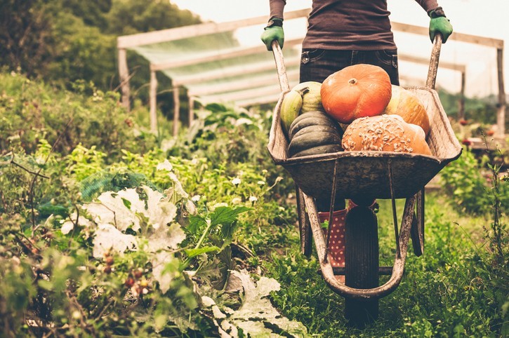 Que faire au jardin en cette fin d'été ?