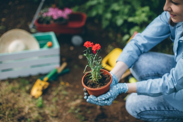 Le jardin, un écosystème