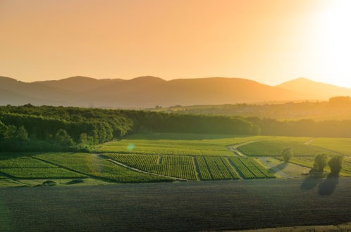 Le pasteur en milieu rural