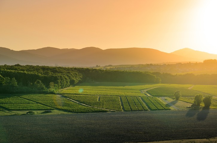 Le pasteur en milieu rural
