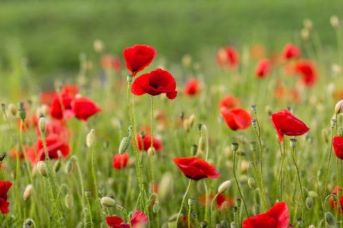 « Nous voulons des coquelicots », le mouvement contre les pesticides