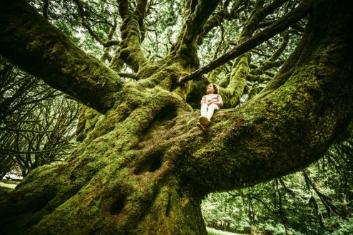 Même âgé, l’arbre fructifie encore