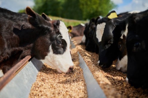 "La Bible prône le respect de l'animal"