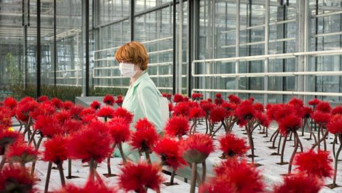 #Cannes2019 – Little Joe