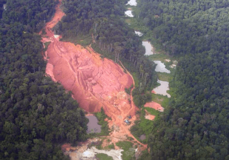 Guyane : des critiques en forme de pépites