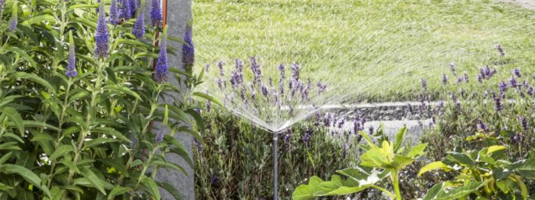 Le jardin et l’arrosage en été