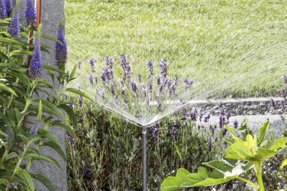 Le jardin et l’arrosage en été