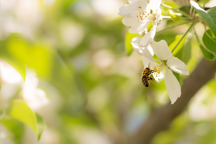 Abeilles et apiculteurs, protéger nos ouvrières